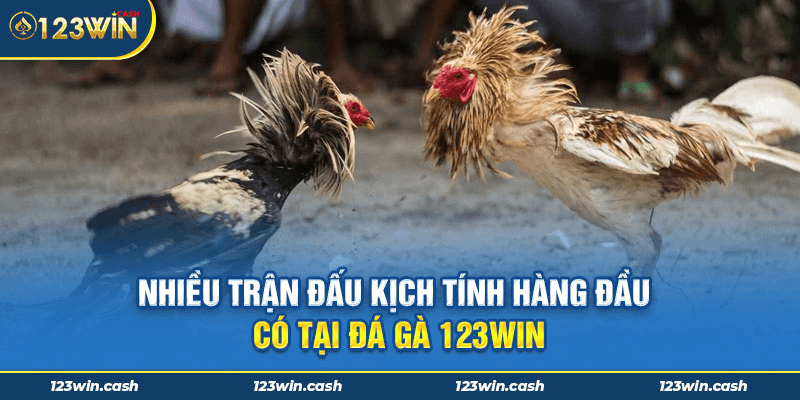 Thông tin cơ bản của game chơi đá gà trực tuyến